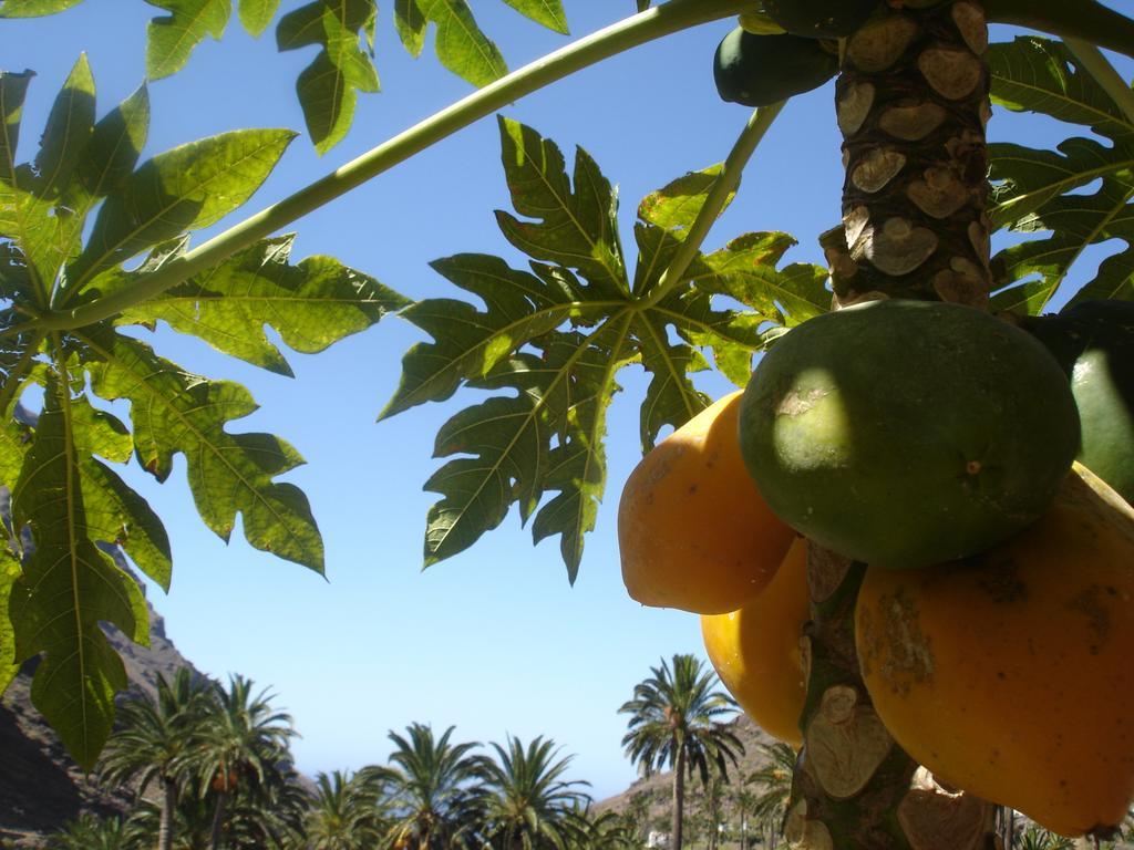 Goyo Gomera Apartments Valle Gran Rey Zewnętrze zdjęcie