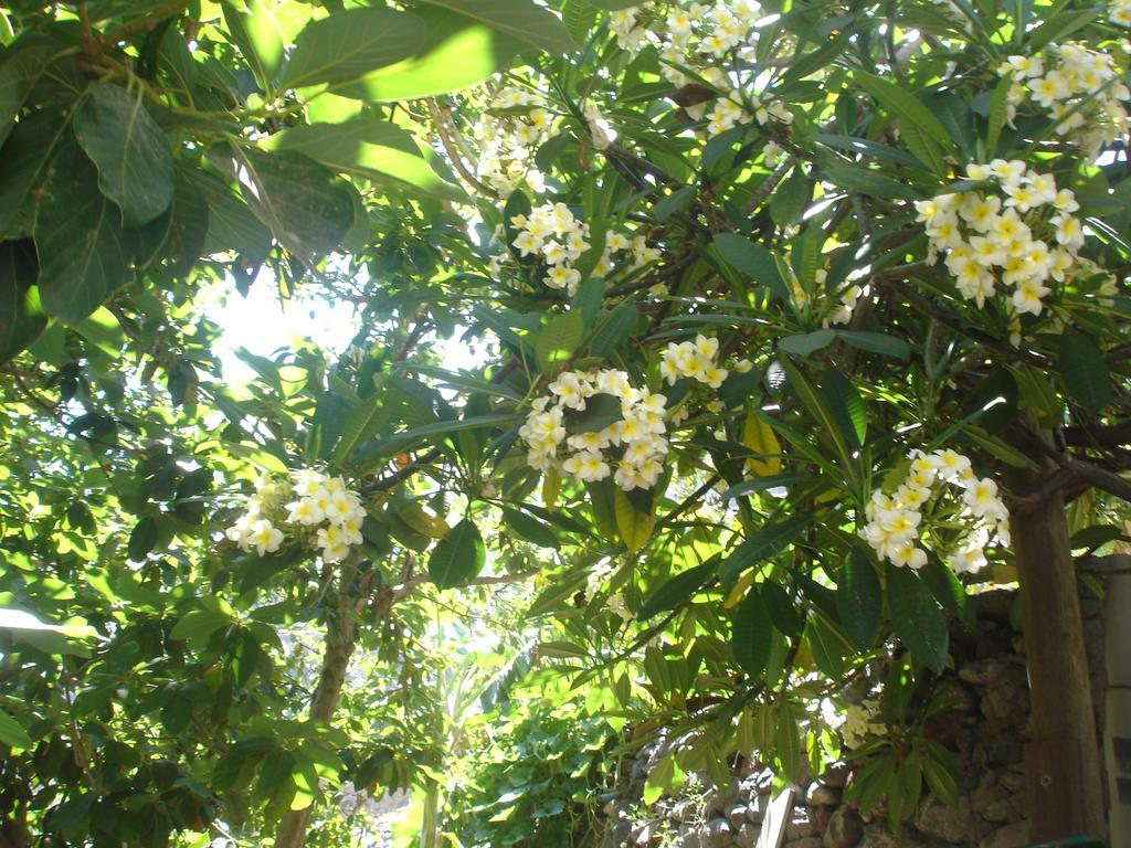 Goyo Gomera Apartments Valle Gran Rey Zewnętrze zdjęcie